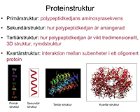 Proteiner