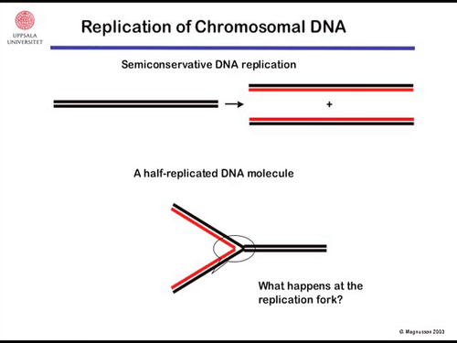 DNA-skador och reparation