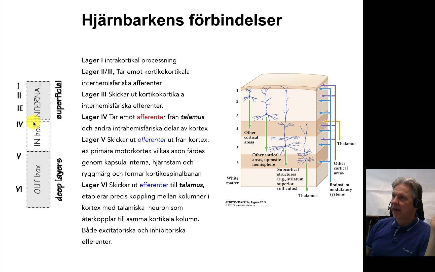 Hjärnbarkendel4 - Medfarm Play - Uppsala Universitet