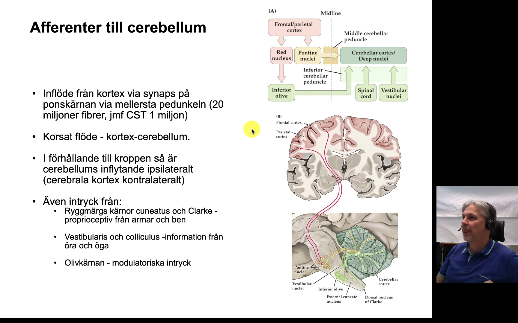 Cerebellumdel2 - Medfarm Play - Uppsala Universitet