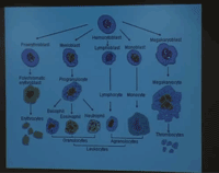 Immunsystemets celler