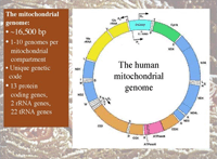 Mitokondriell nedärvning och human evolution