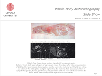Whole-Body Autoradiography