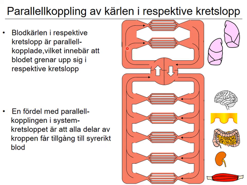 1 Människokroppen del 1 (7)