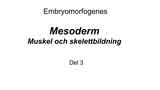 Förhandsvisning (thumbnail) från videon Embryomorfogenes del 3 - Muskelbildning