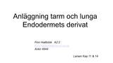 Förhandsvisning (thumbnail) från videon Tarmens utveckling - endodermala derivat
