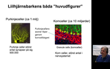 Förhandsvisning (thumbnail) från videon Cerebellum - del3