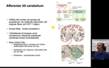 Förhandsvisning (thumbnail) från videon Cerebellum-del2