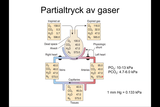 Förhandsvisning (thumbnail) från videon Respirationsfysiologi III