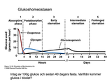 Förhandsvisning (thumbnail) från videon Glukos- & acetatomsättning del 4