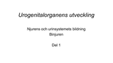 Förhandsvisning (thumbnail) från videon Urogenitalorganens utveckling Del 1 - Njuren utveckling