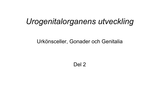 Förhandsvisning (thumbnail) från videon Urogenitalorganens utveckling Del 2. Urkönsceller, Gonader och Genitalia