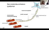 Förhandsvisning (thumbnail) från videon Neuromuskulära sjukdomar del 1