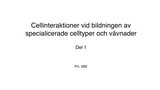 Förhandsvisning (thumbnail) från videon Cellinteraktioner vid bildningen av vävnader. Del 1