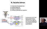 Förhandsvisning (thumbnail) från videon Kranialnerv 7
