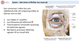 Förhandsvisning (thumbnail) från videon 3FF024 - Sinnesfyiologi del 2