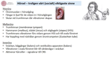 Förhandsvisning (thumbnail) från videon 3FF024 - Sinnesfyiologi del 3