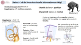 Förhandsvisning (thumbnail) från videon 3FF024 - Sinnesfyiologi del 4