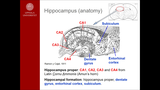 Förhandsvisning (thumbnail) från videon Hippocampus, cognition and metabolic control