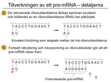 Förhandsvisning (thumbnail) från videon 05 Genetiska sjukdomar del 3 - (3)