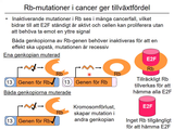 Förhandsvisning (thumbnail) från videon 05 Genetiska sjukdomar del 3 - (4)