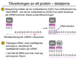 Förhandsvisning (thumbnail) från videon 05 Genetiska sjukdomar del 3 - (8)