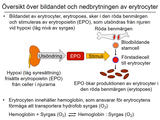 Förhandsvisning (thumbnail) från videon 01 Sjukdomar och deras orsaker del 1 (4)