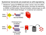 Förhandsvisning (thumbnail) från videon 06 Genetiska sjukdomar del 4 (8)