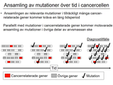 Förhandsvisning (thumbnail) från videon 10 Cancersjukdomar (3)
