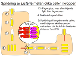 Förhandsvisning (thumbnail) från videon 11 Infektionssjukdomar (5)