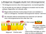 Förhandsvisning (thumbnail) från videon 08 ImmunfÃ¶rsvaret (3)