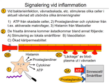 Förhandsvisning (thumbnail) från videon 08 ImmunfÃ¶rsvaret (5)