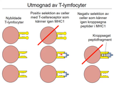 Förhandsvisning (thumbnail) från videon 08 ImmunfÃ¶rsvaret (9)