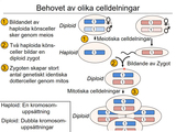 Förhandsvisning (thumbnail) från videon 21 Reproduktion (2)