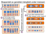 Förhandsvisning (thumbnail) från videon 21 Reproduktion (3)