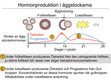 Förhandsvisning (thumbnail) från videon 21 Reproduktion (6)