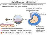 Förhandsvisning (thumbnail) från videon 21 Reproduktion (8)