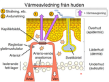 Förhandsvisning (thumbnail) från videon 20 Homeostasreglering (2)