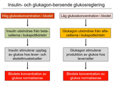 Förhandsvisning (thumbnail) från videon 20 Homeostasreglering (8)