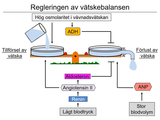 Förhandsvisning (thumbnail) från videon 20 Homeostasreglering (10)