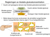 Förhandsvisning (thumbnail) från videon 19 Endokrinologi (3)