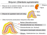 Förhandsvisning (thumbnail) från videon 19 Endokrinologi (6)