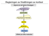 Förhandsvisning (thumbnail) från videon 19 Endokrinologi (7)