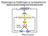 Förhandsvisning (thumbnail) från videon 19 Endokrinologi (8)