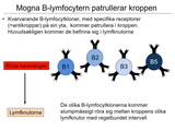 Förhandsvisning (thumbnail) från videon 18 Immunsystemet (4)