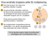 Förhandsvisning (thumbnail) från videon 18 Immunsystemet (7)