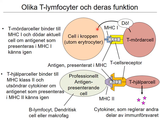Förhandsvisning (thumbnail) från videon 18 Immunsystemet (8)
