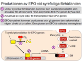 Förhandsvisning (thumbnail) från videon 17 Blodet och kroppens energiomsÃ¤ttning (7)