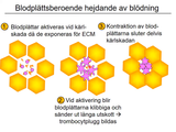 Förhandsvisning (thumbnail) från videon 17 Blodet och kroppens energiomsÃ¤ttning (8)