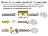Förhandsvisning (thumbnail) från videon 16 Sinnena (1)
